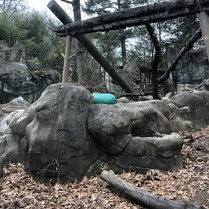 Moon Bear Habitat - Feb, 2020