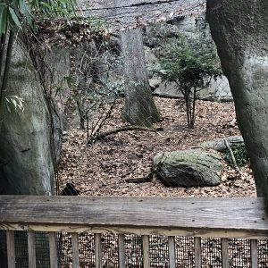 Snow Leopard Habitat Viewing Area - Feb, 2020
