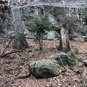 Snow Leopard Habitat - Feb, 2020