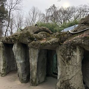 Moon Bear Habitat Viewing - Feb, 2020