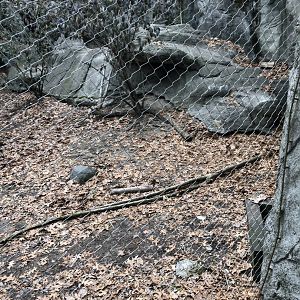 Snow Leopard Habitat (Second Viewing) - Feb, 2020