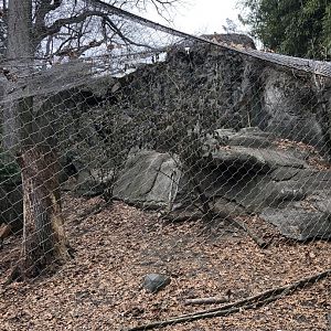 Snow Leopard Habitat - Feb, 2020