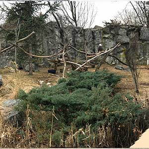 Eagle and Pronghorn Panorama - Feb, 2020