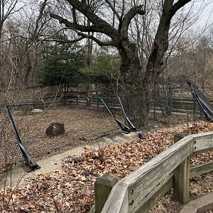 Red Wolf Habitat (Right) - Feb, 2020
