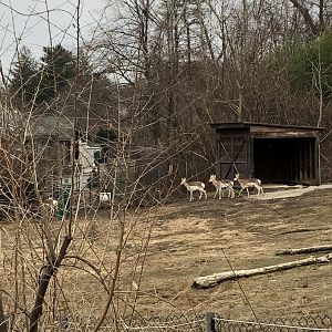 Pronghorn Habitat - Feb, 2020