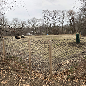 American Bison Habitat - Feb, 2020