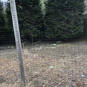 Reeve's Muntjac Habitat (Right) - Feb, 2020