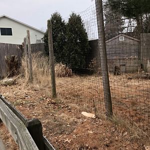 Reeve's Muntjac Habitat (Left) - Feb, 2020