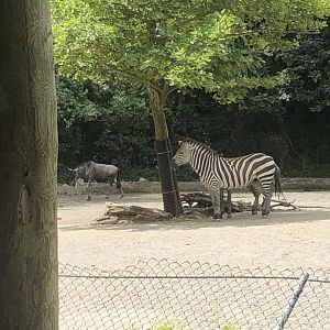 Plains Zebra and Blue Wildebeest - July, 2020