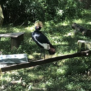 African Crowned Crane - July, 2020