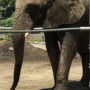 African Elephant - July, 2020