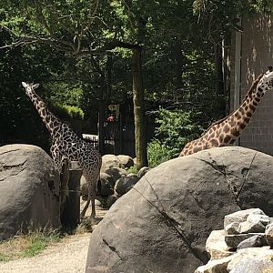 Masai Giraffe - July, 2020