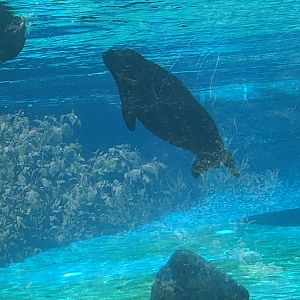 Harbor Seal Underwater Viewing - July, 2020