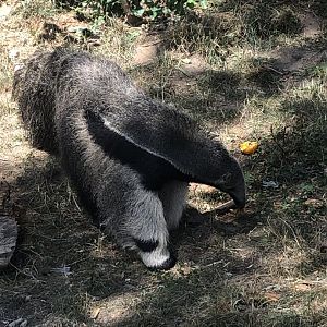 Giant Anteater - July, 2020