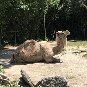 Dromedary Camel - July, 2020