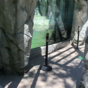 Moon Bear Underwater Viewing - July, 2020