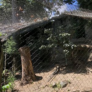 Snow Leopard Habitat - July, 2020