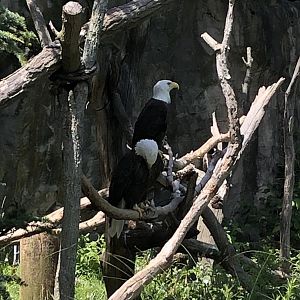 Bald Eagle - July, 2020