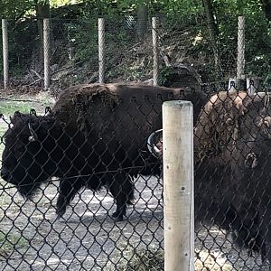 American Bison - July, 2020