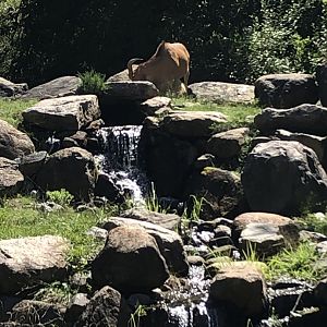 Aoudad - August, 2020