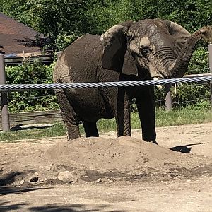 African Elephant - August, 2020