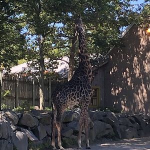 Masai Giraffe - August, 2020