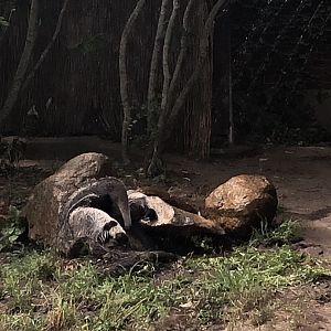 Giant Anteater - August, 2020