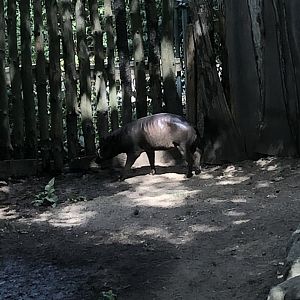 Babirusa - August, 2020