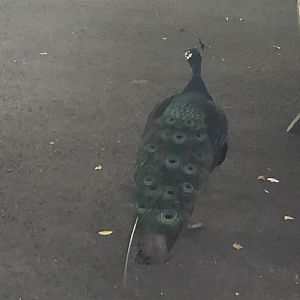 Indian Peafowl - August, 2020