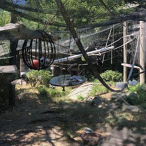 White Cheeked Gibbon Habitat - August, 2020