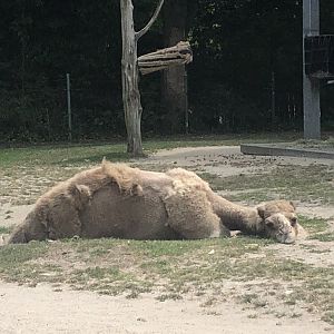 Dromedary Camel - August, 2020