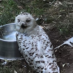 Snowy Owl - August, 2020