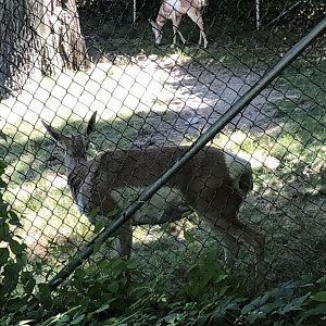 Pronghorn - August, 2020