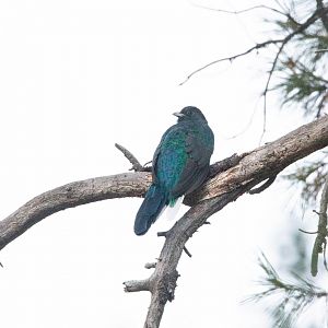 Eared Quetzal- Euptilotis neoxenus