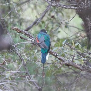 Eared Quetzal- Euptilotis neoxenus