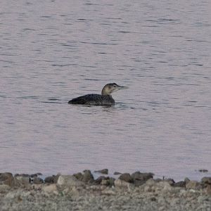 Yellow-billed Loon- Gavia adamsii