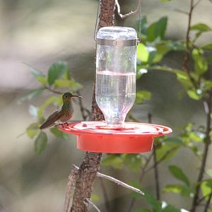 Beryline Hummingbird- Amazilia beryllina