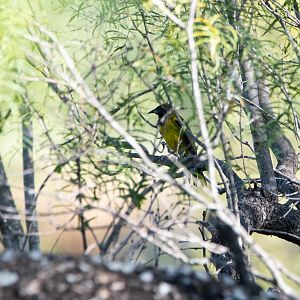 Audubon's Oriole- Icterus graduacauda
