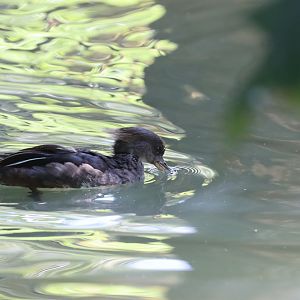 Unknown female merganser