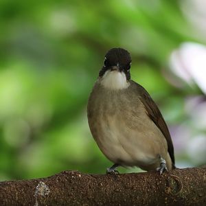 Unknown Bulbul
