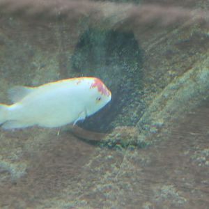 Cichlid ID