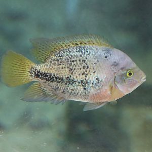 Cichlid ID