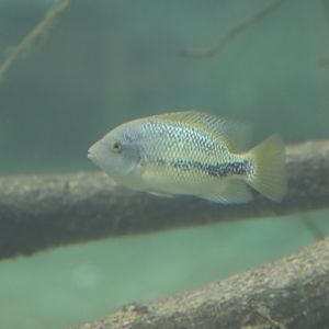 Cichlid ID