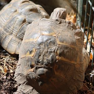 ID Testudo marginata or Testudo graeca ibera ?