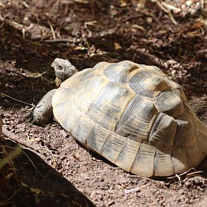 ID Testudo marginata or Testudo graeca ibera ?