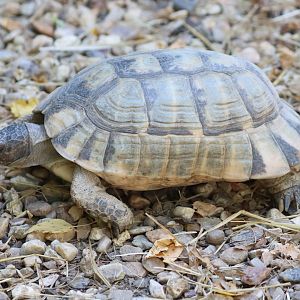 ID Testudo marginata or Testudo graeca ibera ?