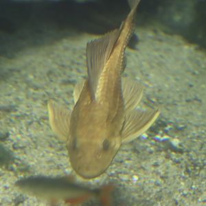 ID Loricariidae