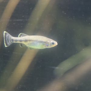 ID Ilyodon whitei or furcidens ?