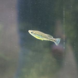 ID Ilyodon whitei or furcidens ?