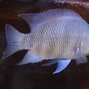 ID Cichlid